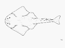 Image of Squatina japonica (Japanese angelshark)