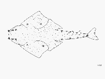 Image of Squatina oculata (Smoothback angelshark)