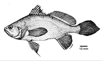 Image of Stellifer collettei (Bigmouth stardrum)