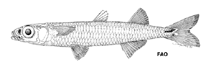 Image of Stenatherina panatela (Panatella silverside)