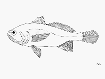 Image of Stellifer pizarroensis (Pizzaro stardrum)