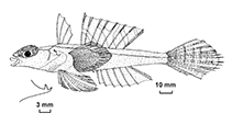 Image of Synchiropus grandoculis (Western Australian bigeye dragonet)