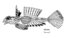 Image of Synchiropus hawaiiensis (Hawaiian bigeye dragonet)