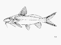 Image of Synodontis rufigiensis 