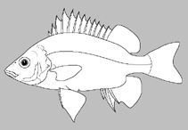 Image of Hephaestus epirrhinos (Longnose sooty grunter)