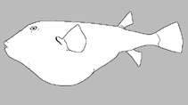 Image of Torquigener balteus (Slender blaasop)