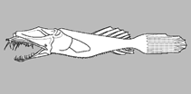 Image of Thaumatichthys axeli 