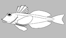 Image of Pterygotrigla guezei (Island gurnard)