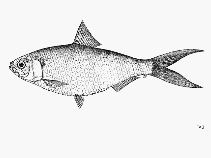 Image of Tenualosa macrura (Longtail shad)