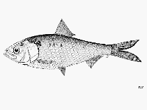 Image of Tenualosa reevesii (Reeves shad)