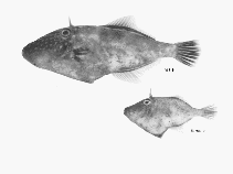 Image of Thamnaconus degeni (Degen\