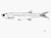 Image of Thryssocypris tonlesapensis 