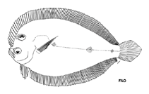 Image of Tosarhombus brevis 