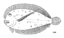 Image of Tosarhombus longimanus 