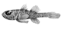 Image of Trimma fraena (Bridle pygmygoby)