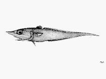 Image of Trachyrincus helolepis (Armourhead grenadier)