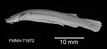 Image of Trichomycterus taenia 