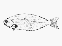 Image of Tubbia tasmanica (Tasmanian ruffe)