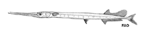 Image of Tylosurus rafale (Atlantic agujon needlefish)