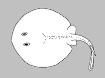 Image of Urolophus mitosis (Mitotic stingaree)