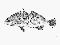 Image of Umbrina wintersteeni (Wintersteen drum)