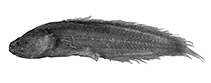 Image of Ungusurculus collettei (Collette\