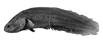 Image of Ungusurculus riauensis (Riau viviparous brotula)