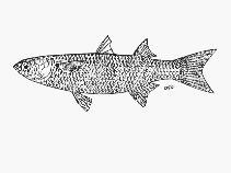 Image of Osteomugil robustus (Robust mullet)