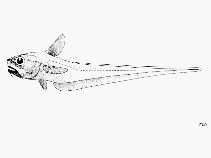 Image of Ventrifossa macroptera (Palau grenadier)