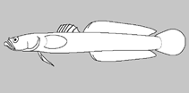 Image of Xenisthmus semicinctus (Halfbelt wriggler)