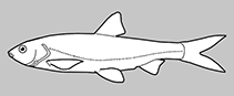 Image of Opsariichthys dienbienensis 