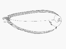 Image of Zebrias regani (South African zebra sole)