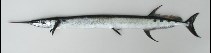 Image of Ablennes hians (Flat needlefish)