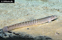 Image of Aborichthys kempi 