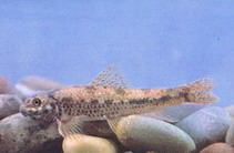 Image of Abbottina obtusirostris 