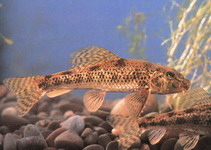 Image of Abbottina rivularis (Chinese false gudgeon)