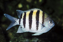 Image of Abudefduf saxatilis (Sergeant-major)