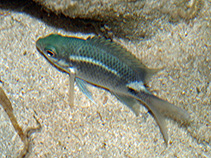 Image of Abudefduf sparoides (False-eye sergeant)