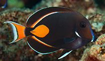 Image of Acanthurus achilles (Achilles tang)