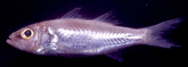 Image of Acropoma argentistigma 