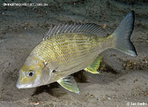 Image of Acanthopagrus australis (Yellowfin bream)