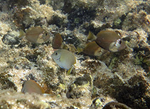 Image of Acanthurus tractus (Ocean surgeonfish)