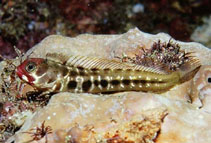 Image of Acanthemblemaria balanorum (Clubhead blenny)