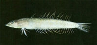 Image of Acanthaphritis barbata 