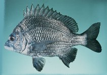 Image of Acanthopagrus berda (Goldsilk seabream)