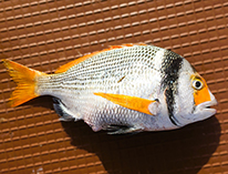 tn_Acbif_u9.jpg