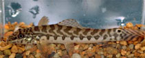 Image of Acanthocobitis botia (Mottled loach)