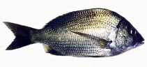 Image of Acanthopagrus butcheri (Black bream)