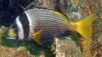 Image of Acanthopagrus catenula (Bridled seabream)