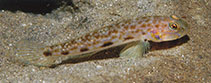 Image of Acentrogobius cenderawasih (Cenderawasih goby)